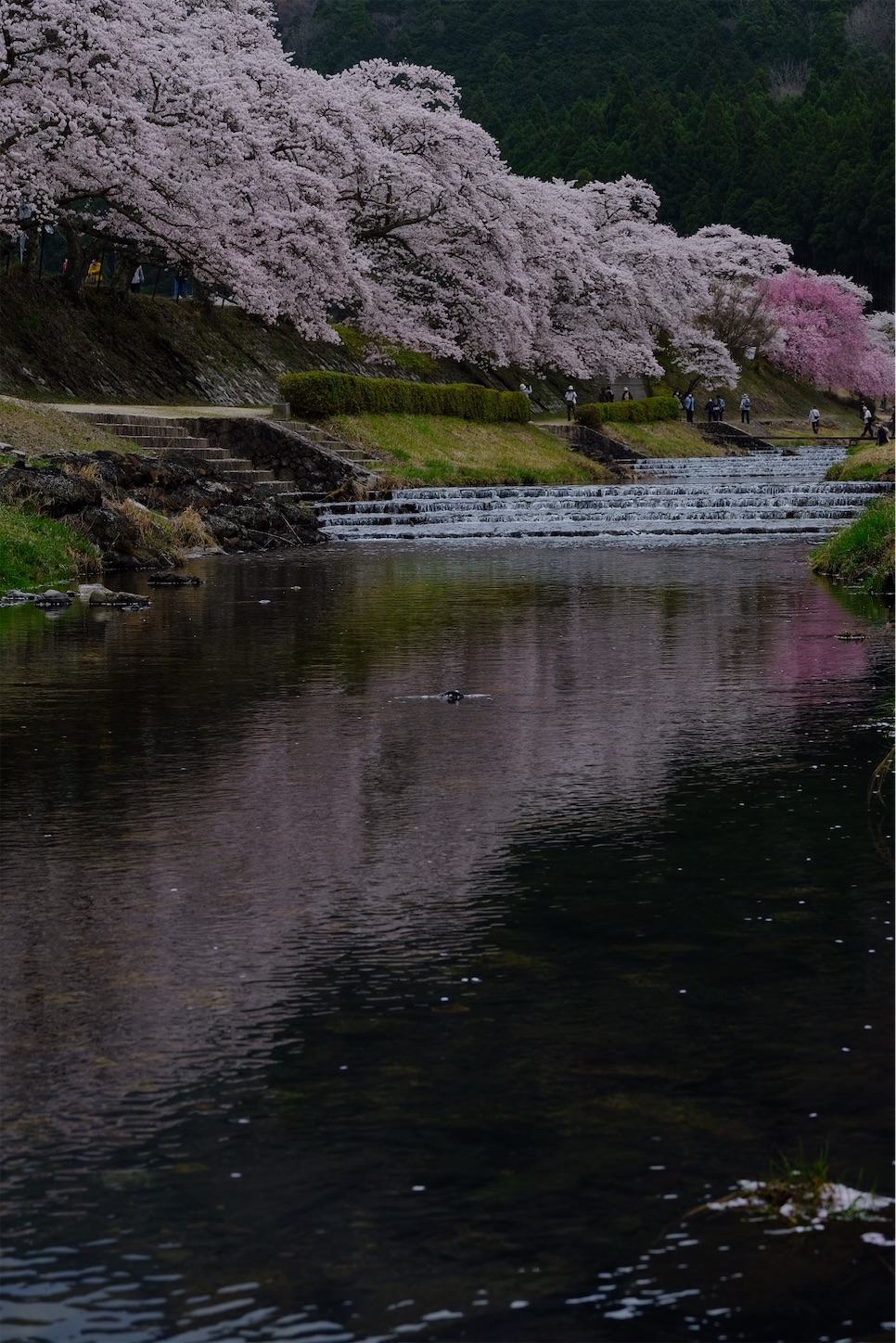 f:id:p-b-4:20210413234128j:image