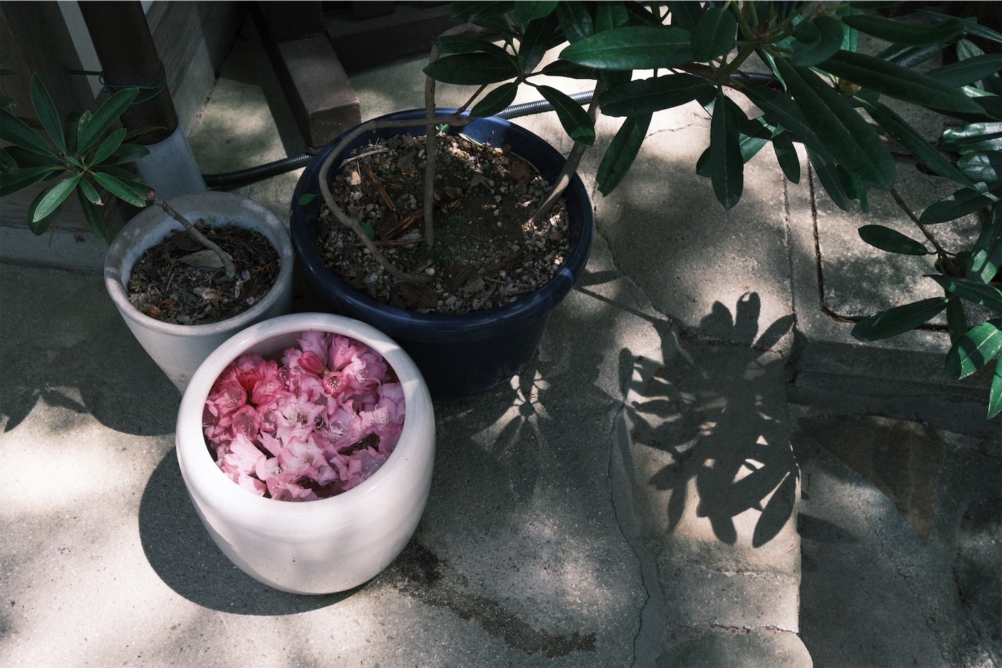 f:id:p-b-4:20210418195003j:image f:id:p-b-4:20210418195003j:image