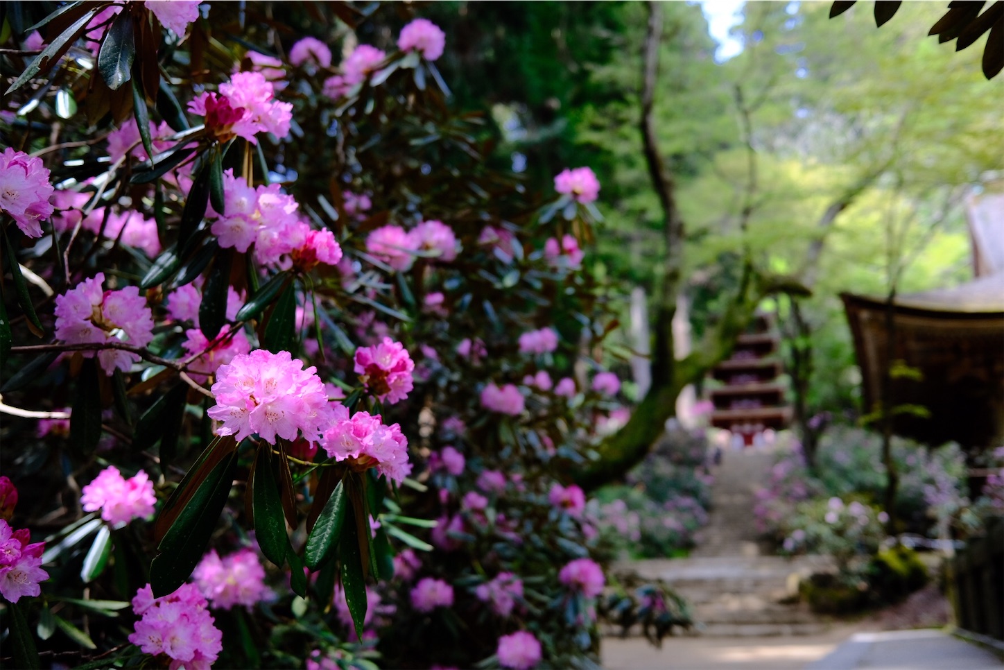 f:id:p-b-4:20210418195021j:image f:id:p-b-4:20210418195021j:image