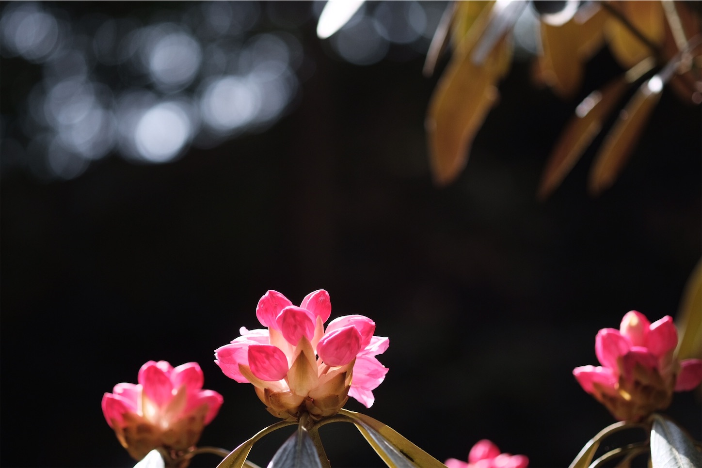 f:id:p-b-4:20210418195034j:image f:id:p-b-4:20210418195034j:image