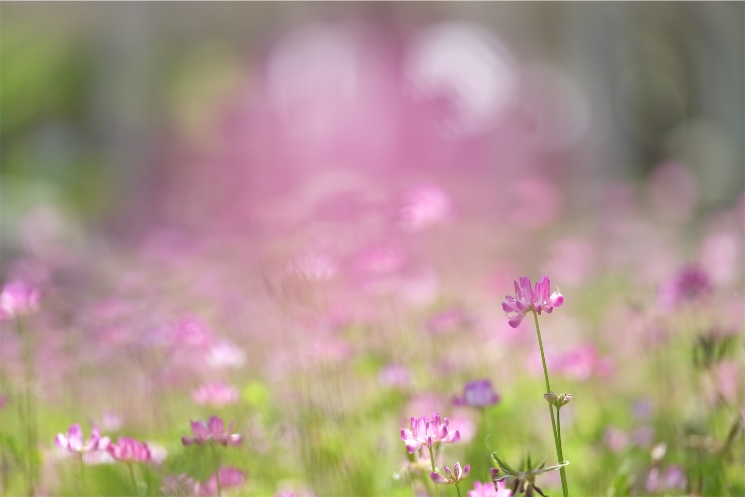 f:id:p-b-4:20210423083050j:image