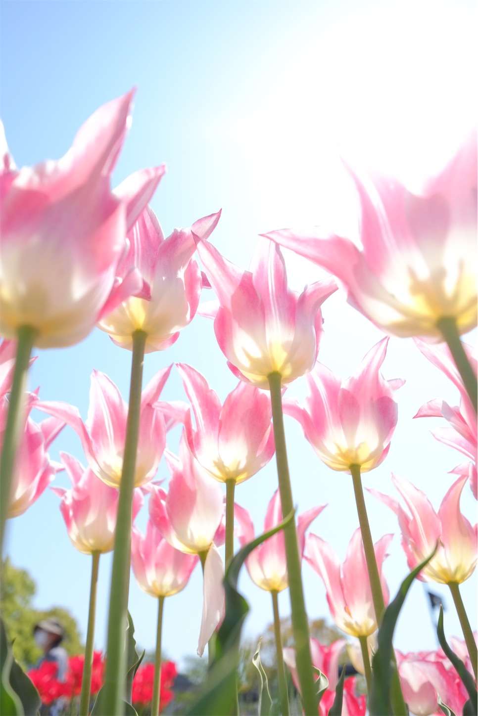 f:id:p-b-4:20210423083058j:image