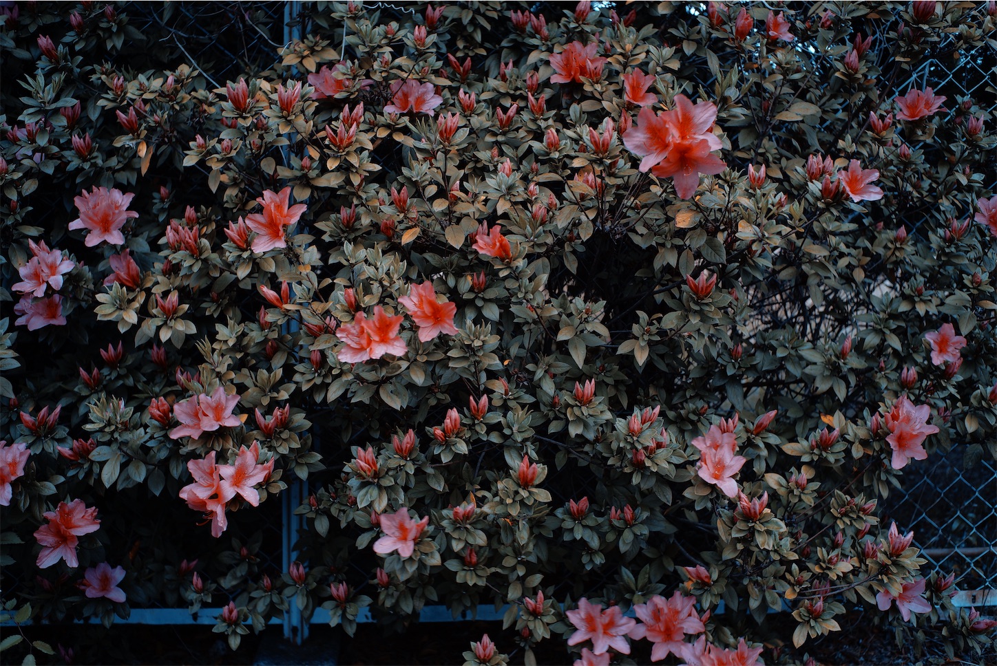 f:id:p-b-4:20210508223256j:image