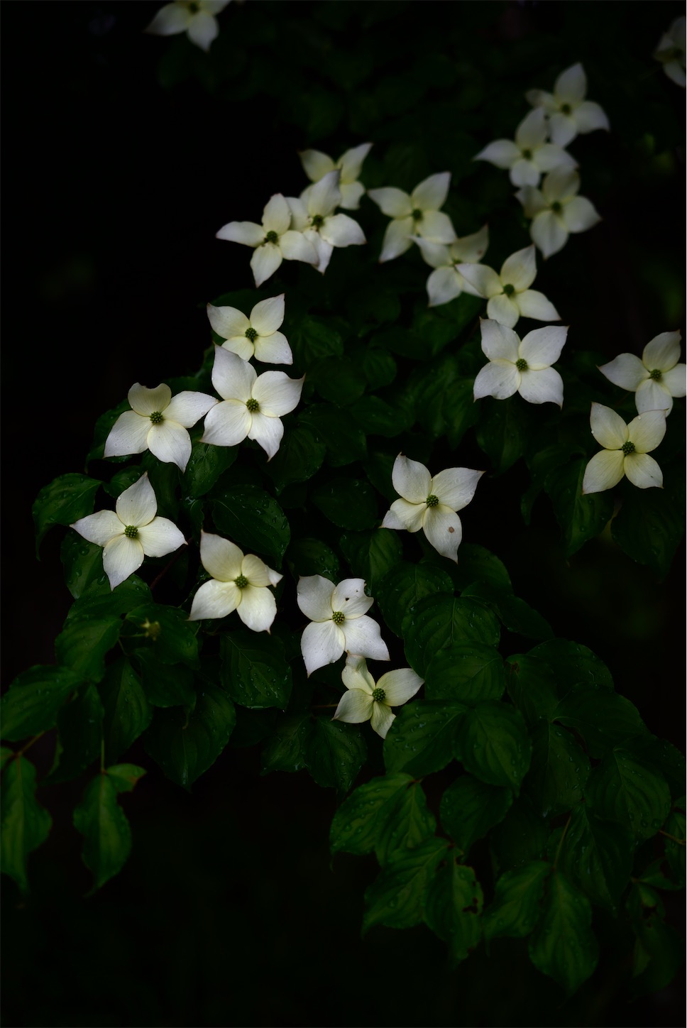 f:id:p-b-4:20210605142333j:image