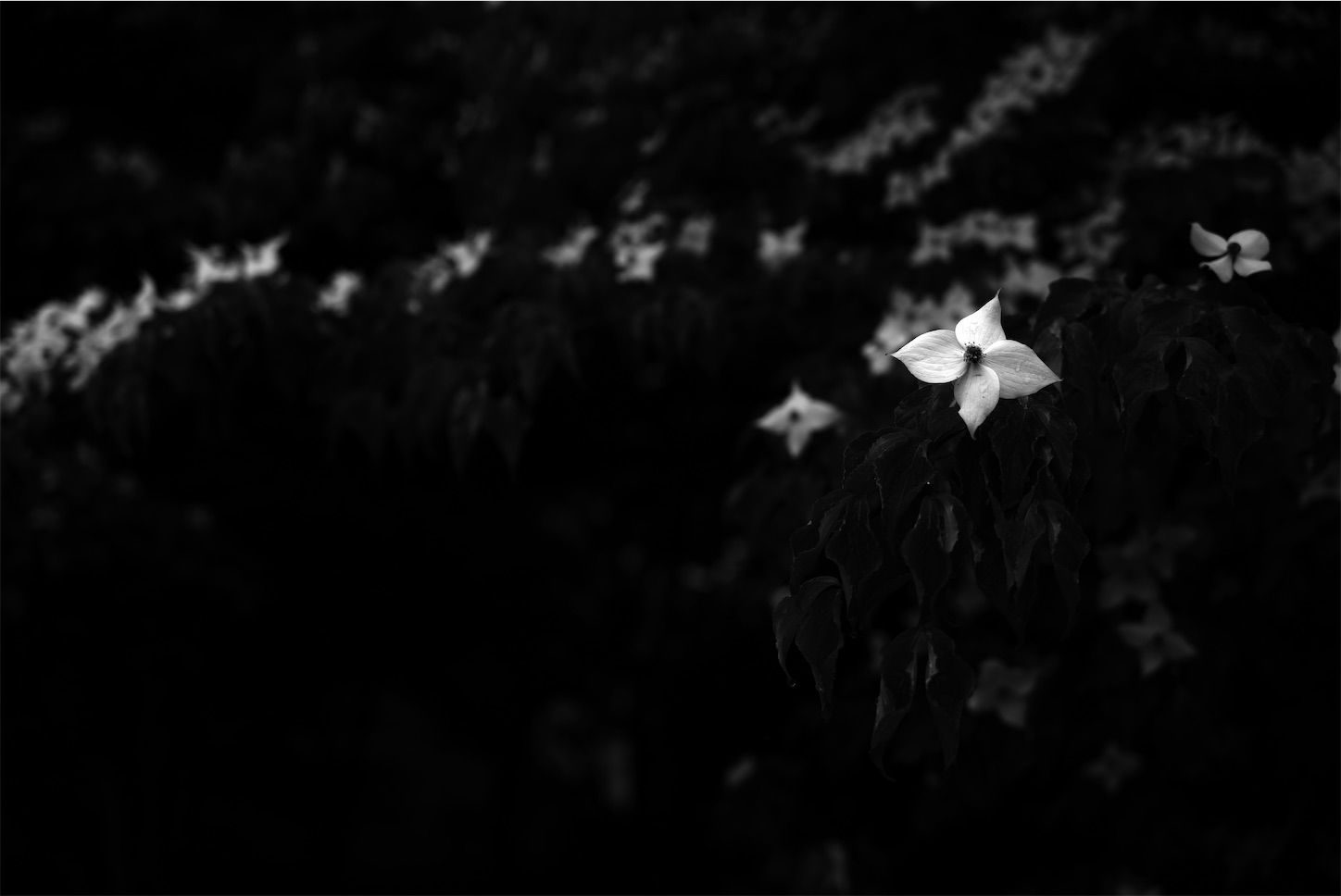 f:id:p-b-4:20210605142357j:image