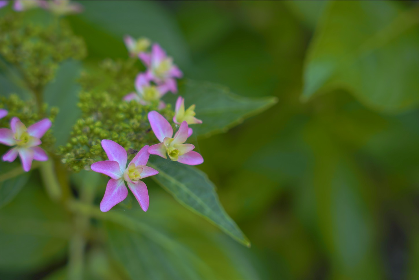 f:id:p-b-4:20210607124708j:image