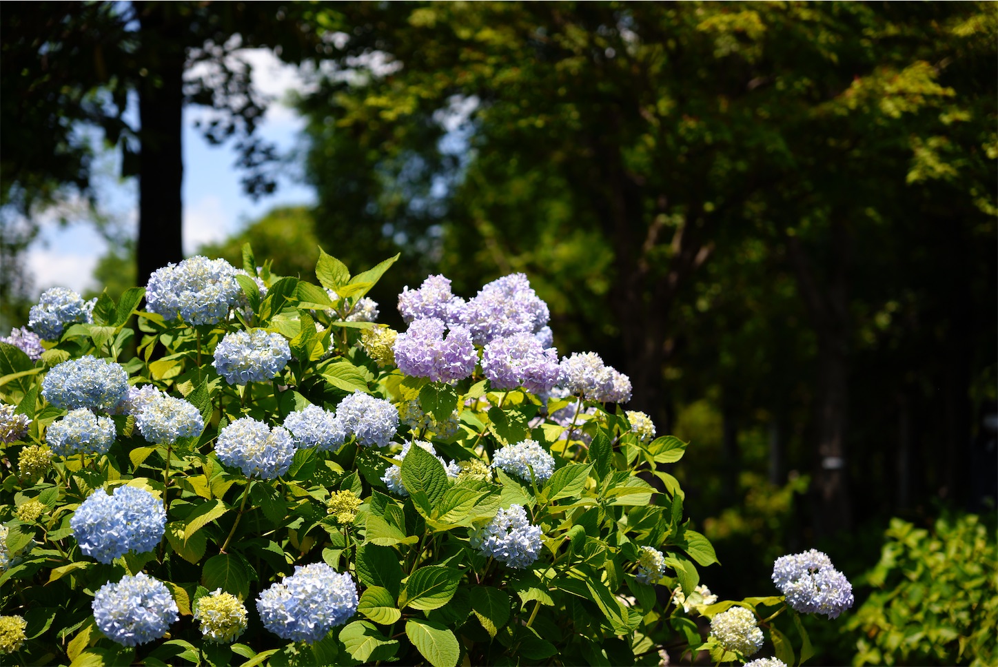 f:id:p-b-4:20210607124722j:image