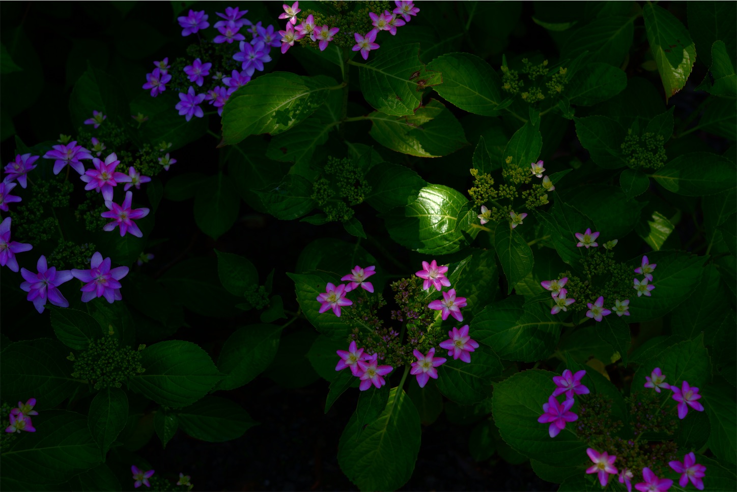 f:id:p-b-4:20210607124727j:image