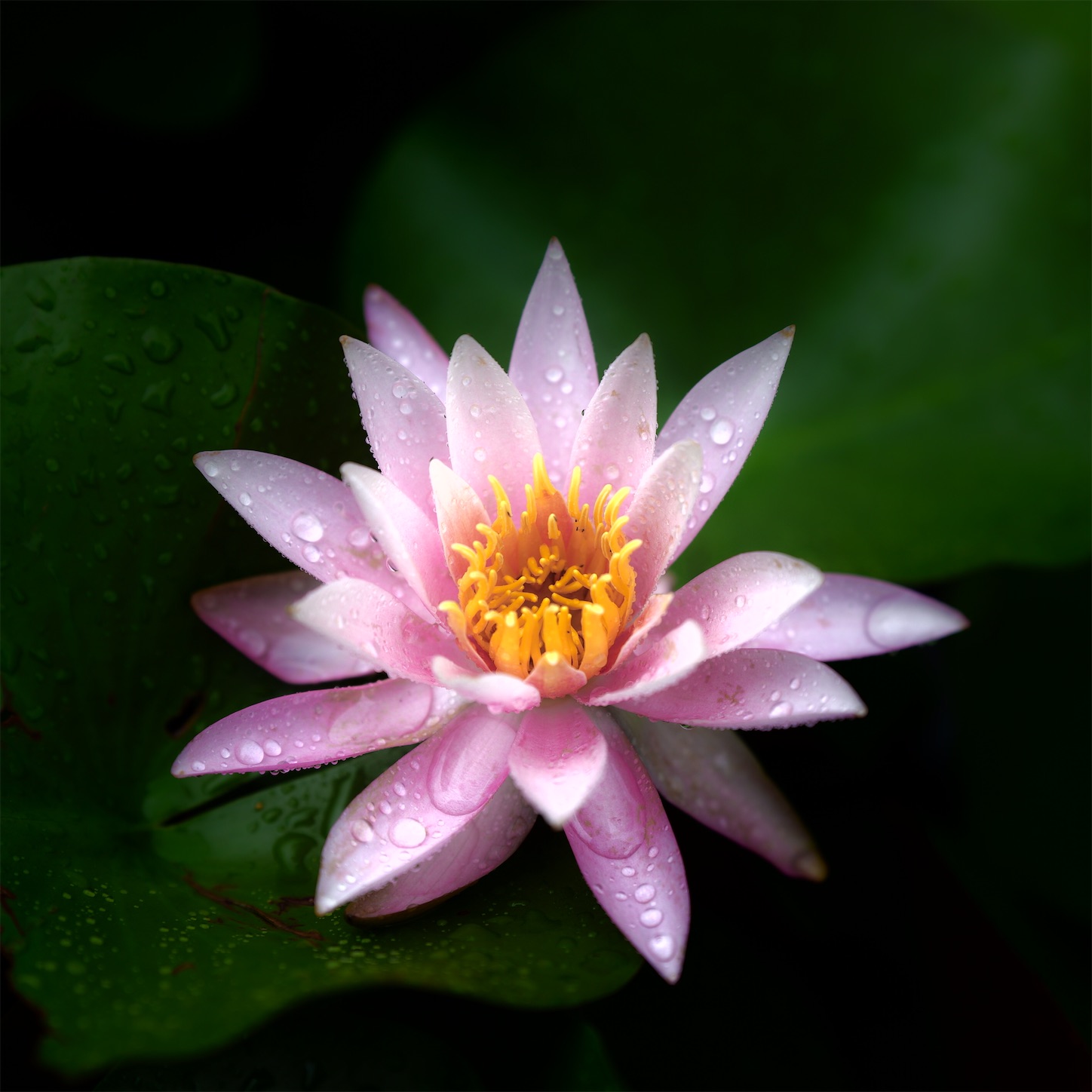 f:id:p-b-4:20210711064942j:image