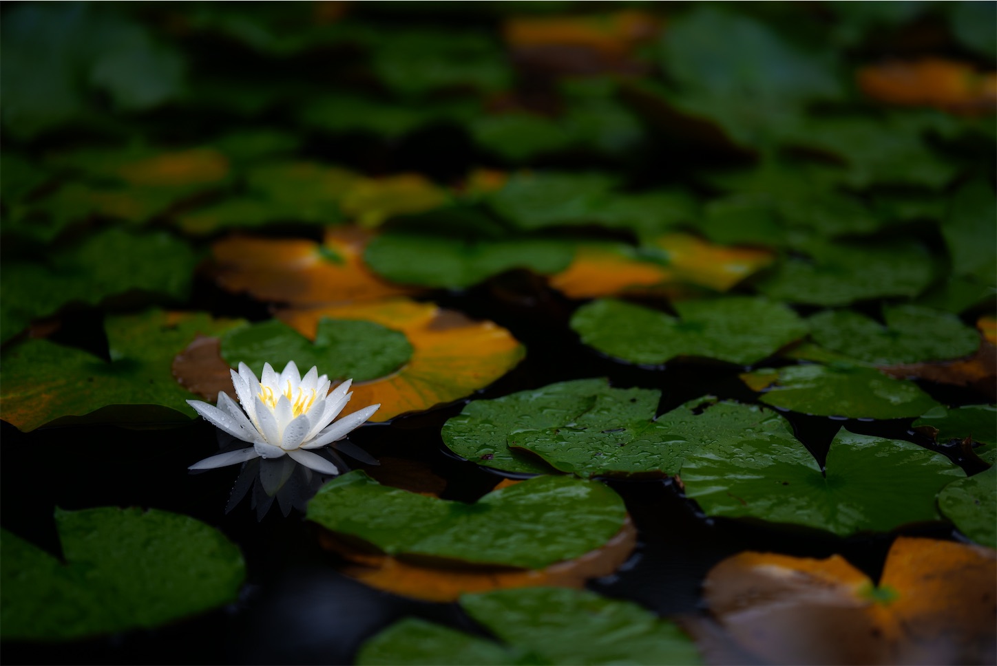 f:id:p-b-4:20210711065210j:image