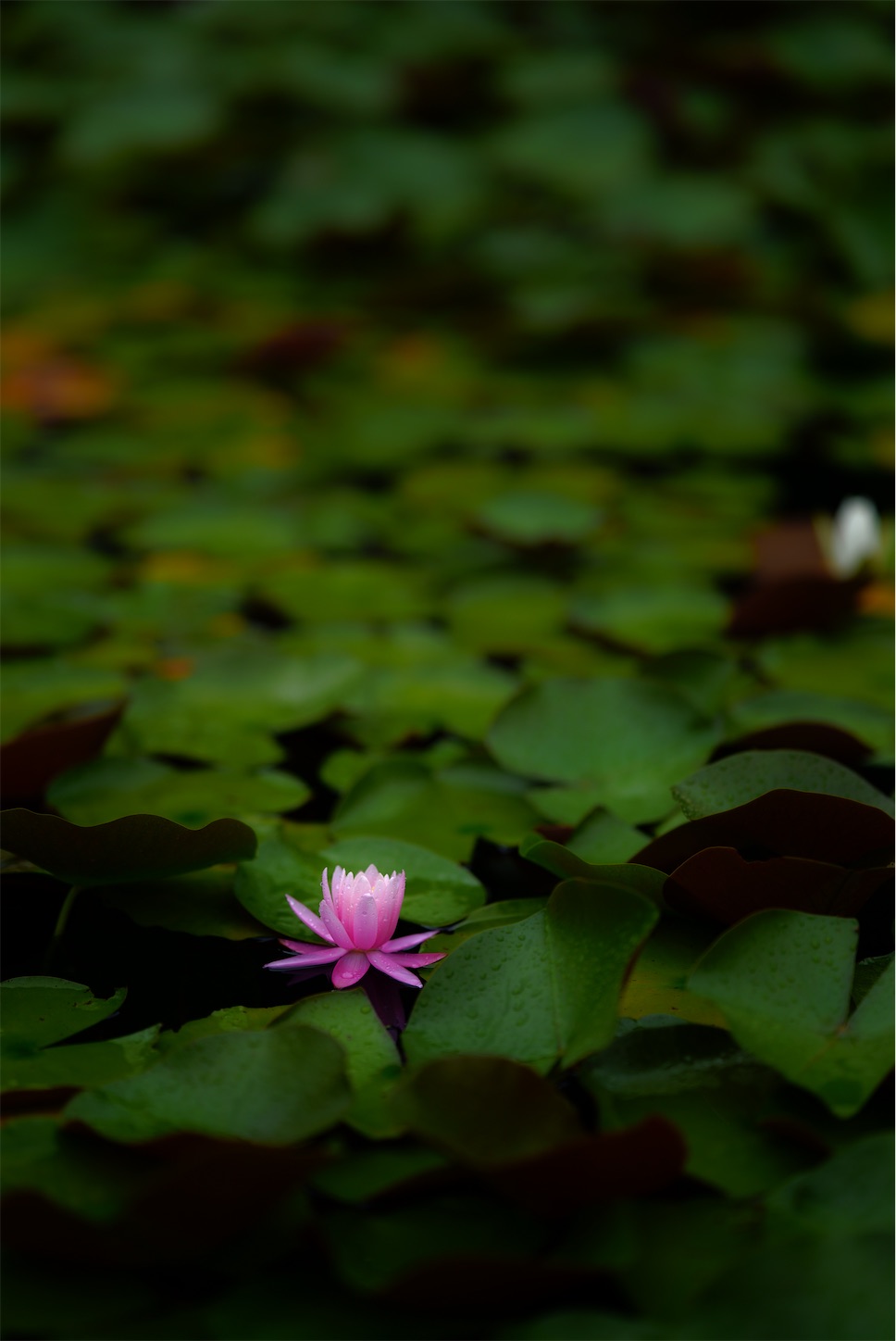 f:id:p-b-4:20210711065223j:image