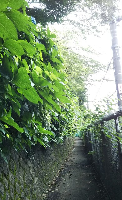 f:id:p-man2324:20200828155002j:plain