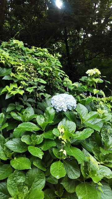 f:id:p-man2324:20200828155512j:plain