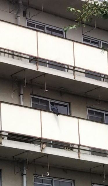 f:id:p-man2324:20200828215635j:plain