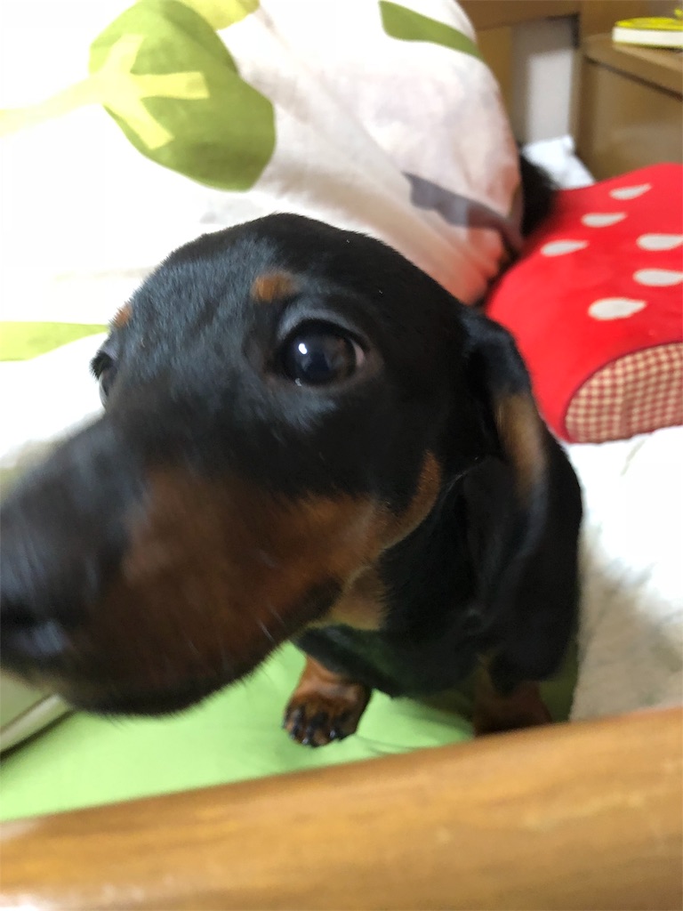 f:id:p-o-qken10112850:20190210200839j:image