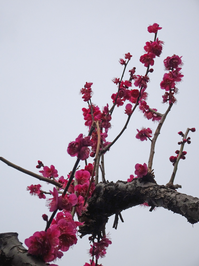 f:id:p-sky-isl:20190227102935j:plain f:id:p-sky-isl:20190227102935j:plain
