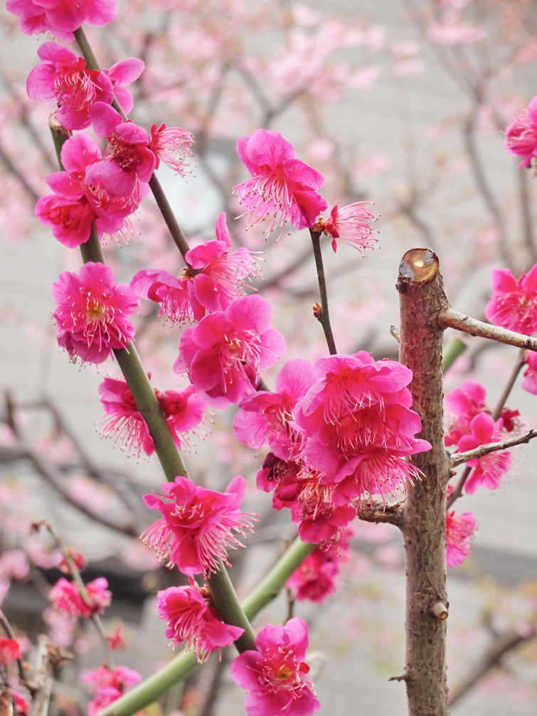 f:id:p-sky-isl:20190227104108j:plain f:id:p-sky-isl:20190227104108j:plain