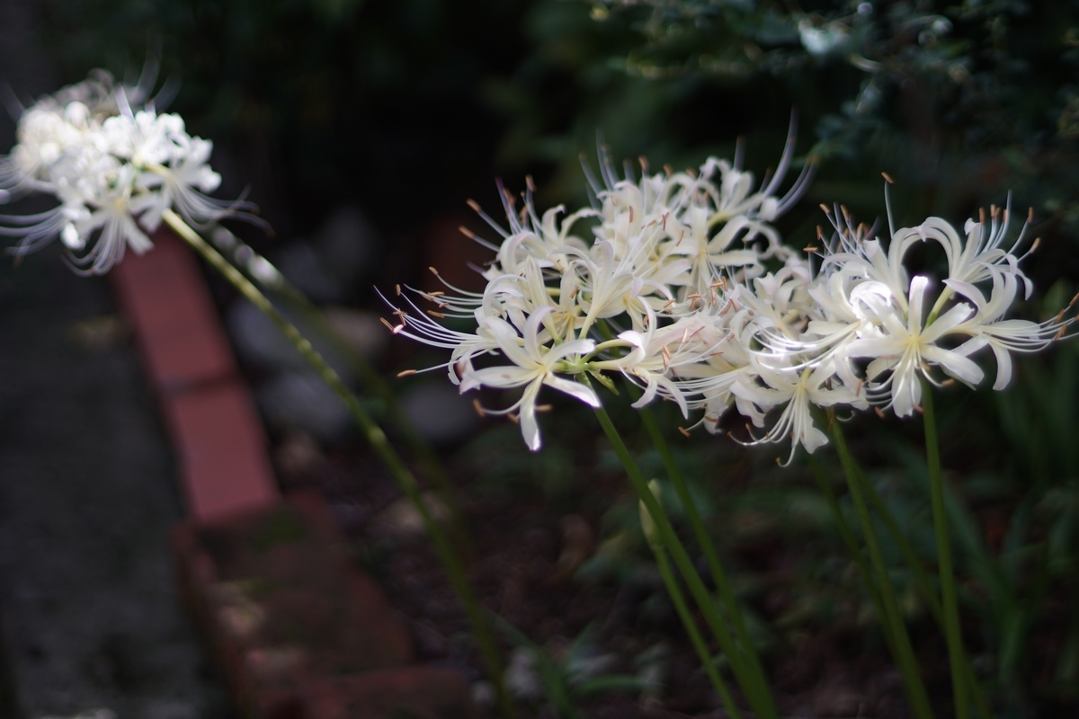 f:id:p-sky-isl:20200927144706j:plain f:id:p-sky-isl:20200927144706j:plain