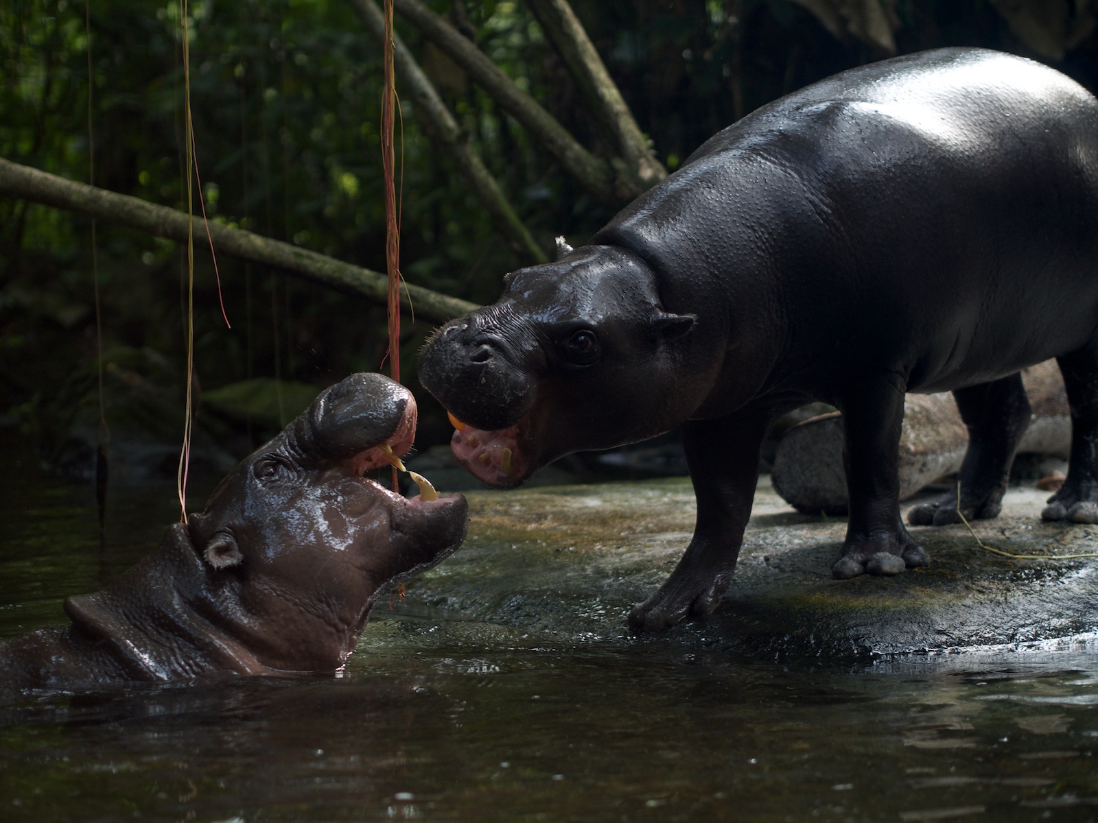 f:id:p0lar-star:20120528160654j:image f:id:p0lar-star:20120528160654j:image