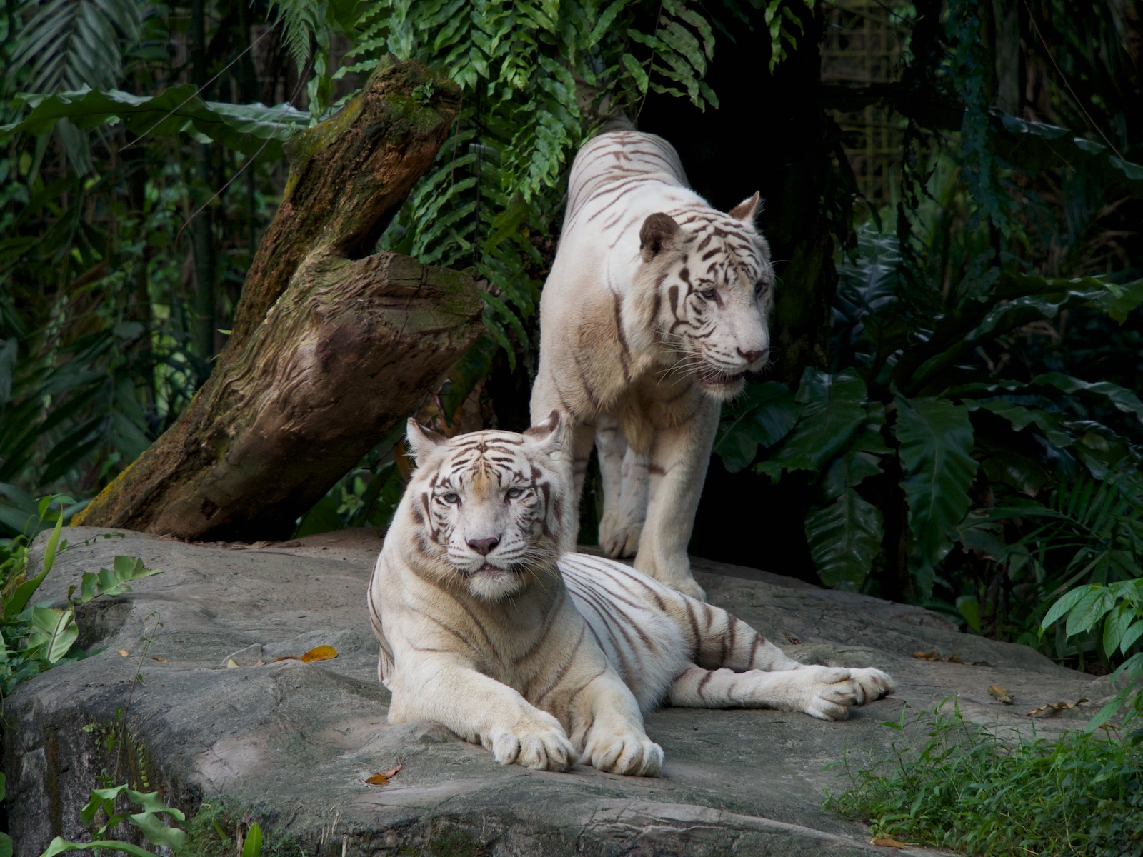 f:id:p0lar-star:20120528175510j:image f:id:p0lar-star:20120528175510j:image