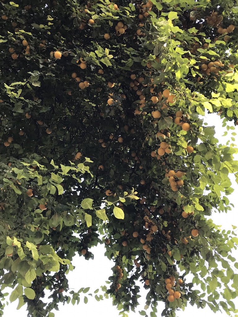 f:id:p_p_paris:20191020142419j:plain f:id:p_p_paris:20191020142419j:plain