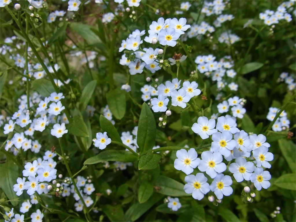 f:id:pa_ko:20170918212411j:image