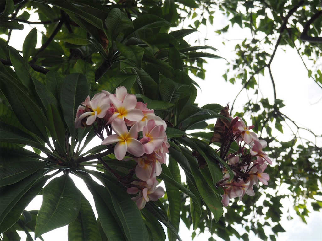 f:id:pa_ko:20171004195455j:image