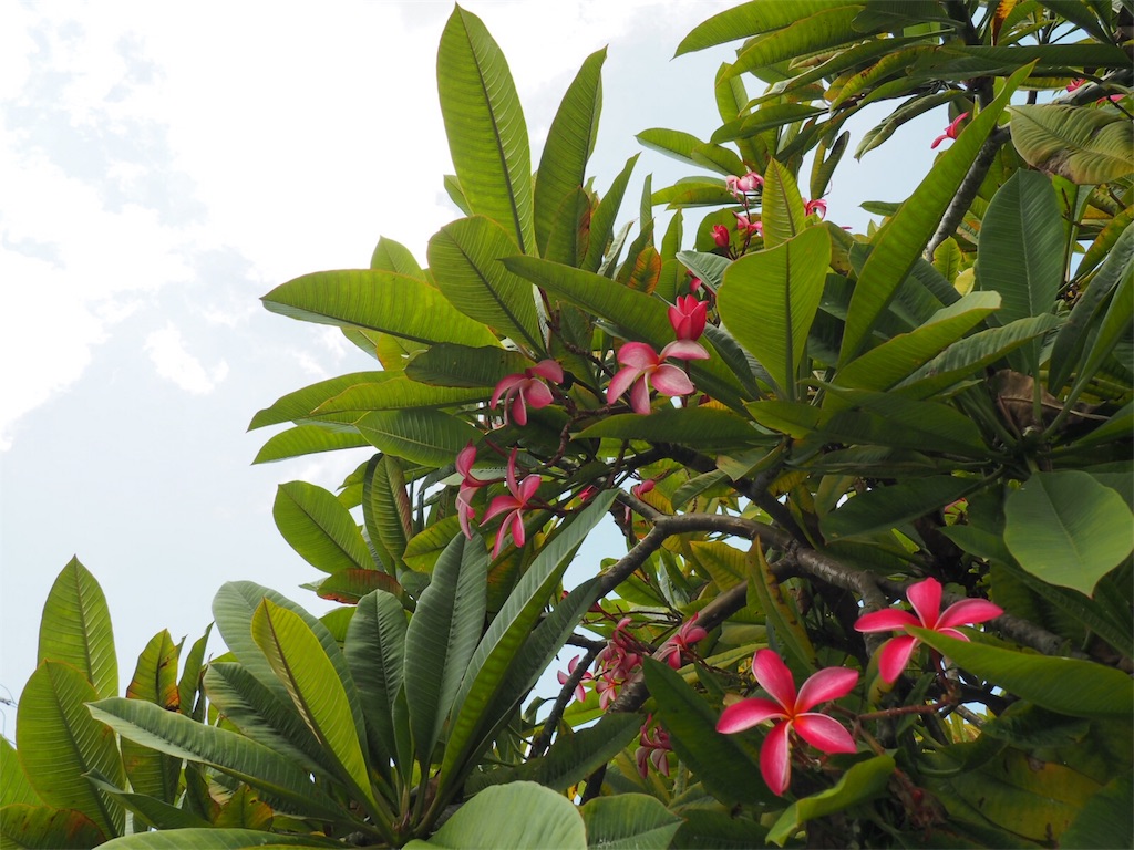 f:id:pa_ko:20171004195516j:image