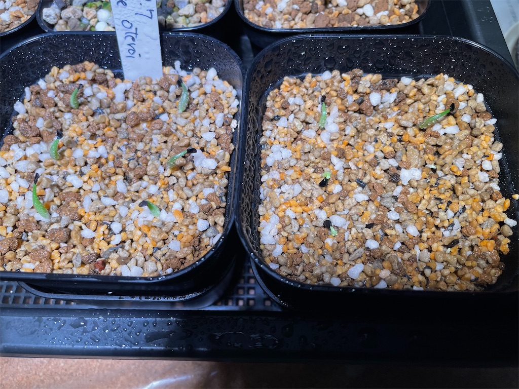 ⭐︎38 アガベ オテロイ 実生 長棘 完成形 ワシャワシャ 美株 おまけ