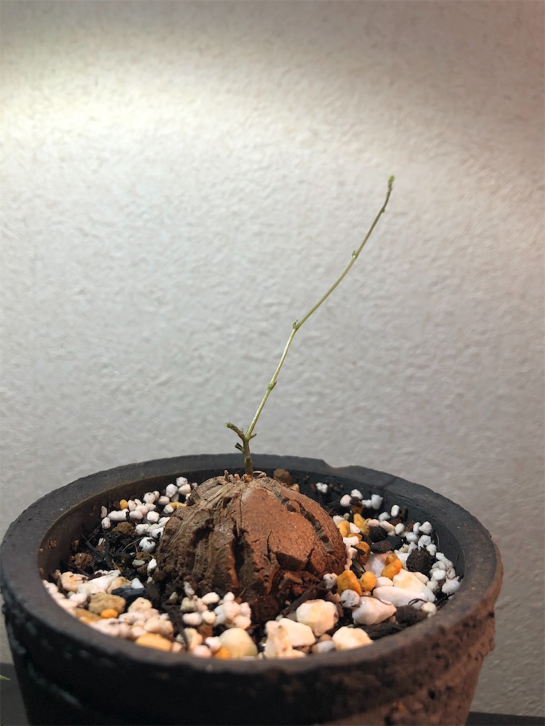 35】アフリカ亀甲竜【成長記録1】小苗のお迎えから5年間 - ほぼ