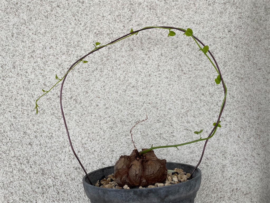 35】アフリカ亀甲竜【成長記録1】小苗のお迎えから5年間 - ほぼ