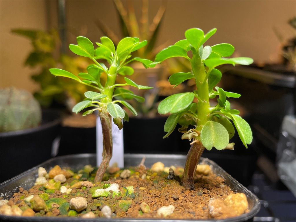 サルコカウロン バンデリエティアエ 竜骨扇 SARCOCAULON vanderietiae
