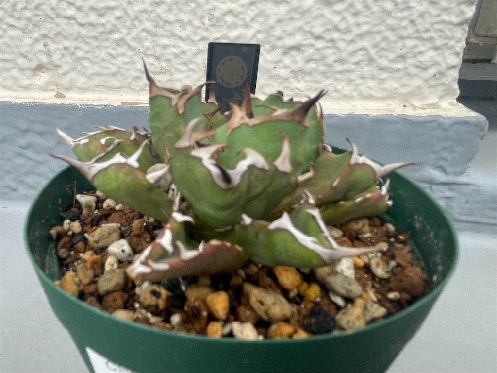 f:id:pacchy:20240818101237j:image