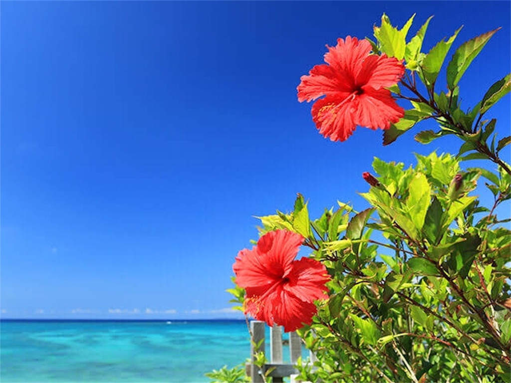 f:id:pace3710:20191128040631j:image f:id:pace3710:20191128040631j:image