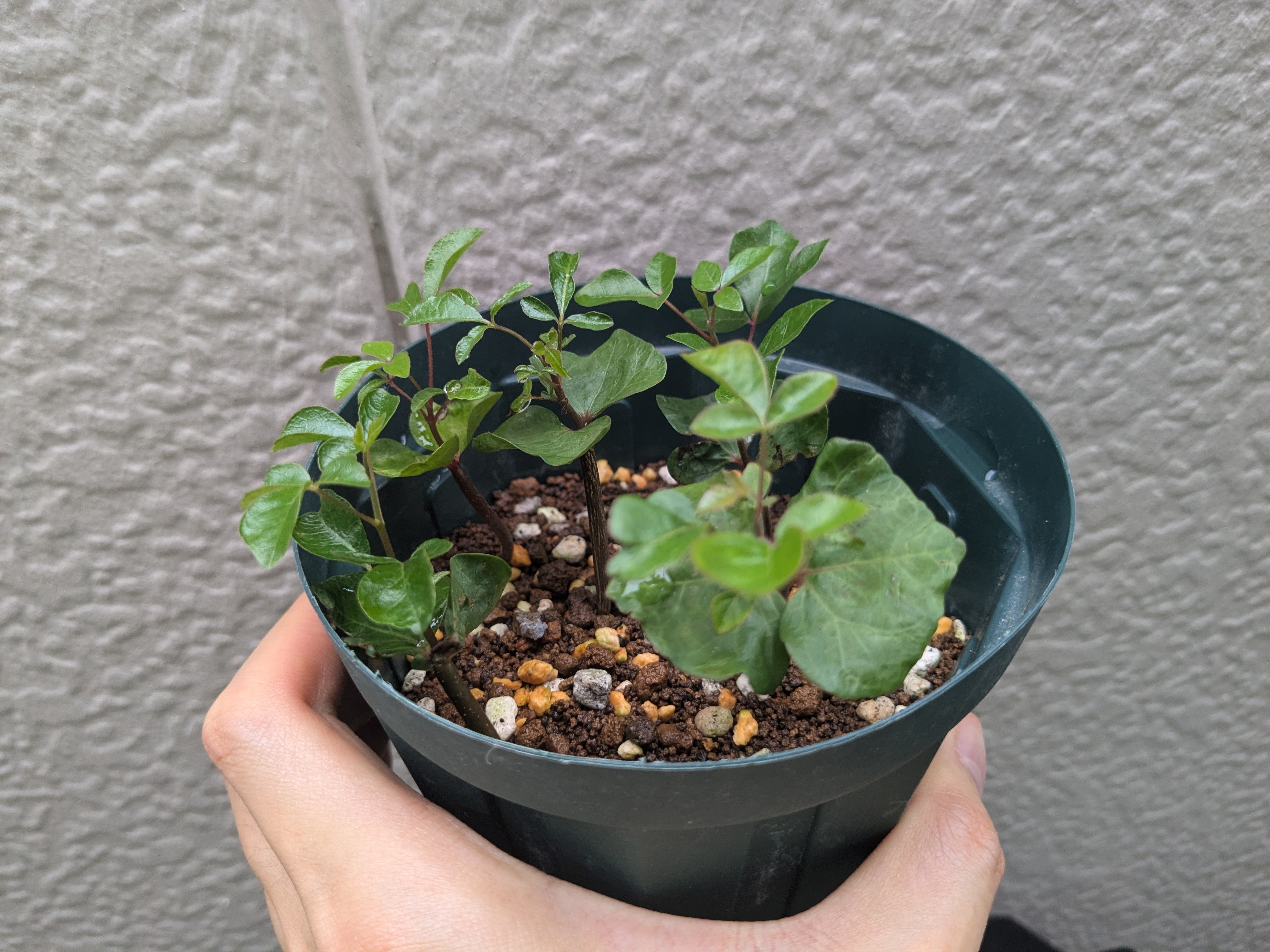 コミフォラ モンストローサ 発芽するも… - パキポディウムとの暮らし