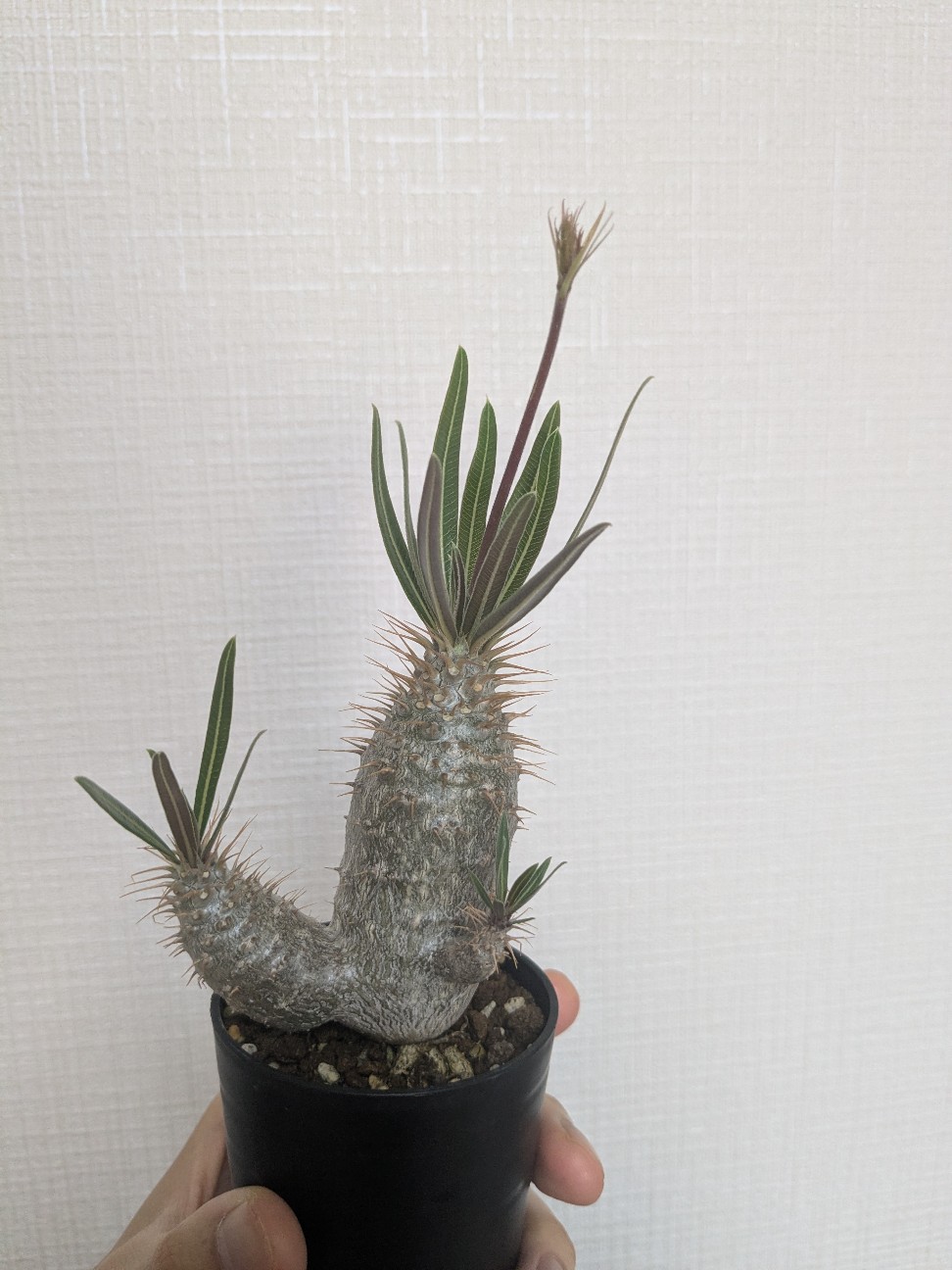 グラキリスに花芽 - パキポディウムとの暮らし