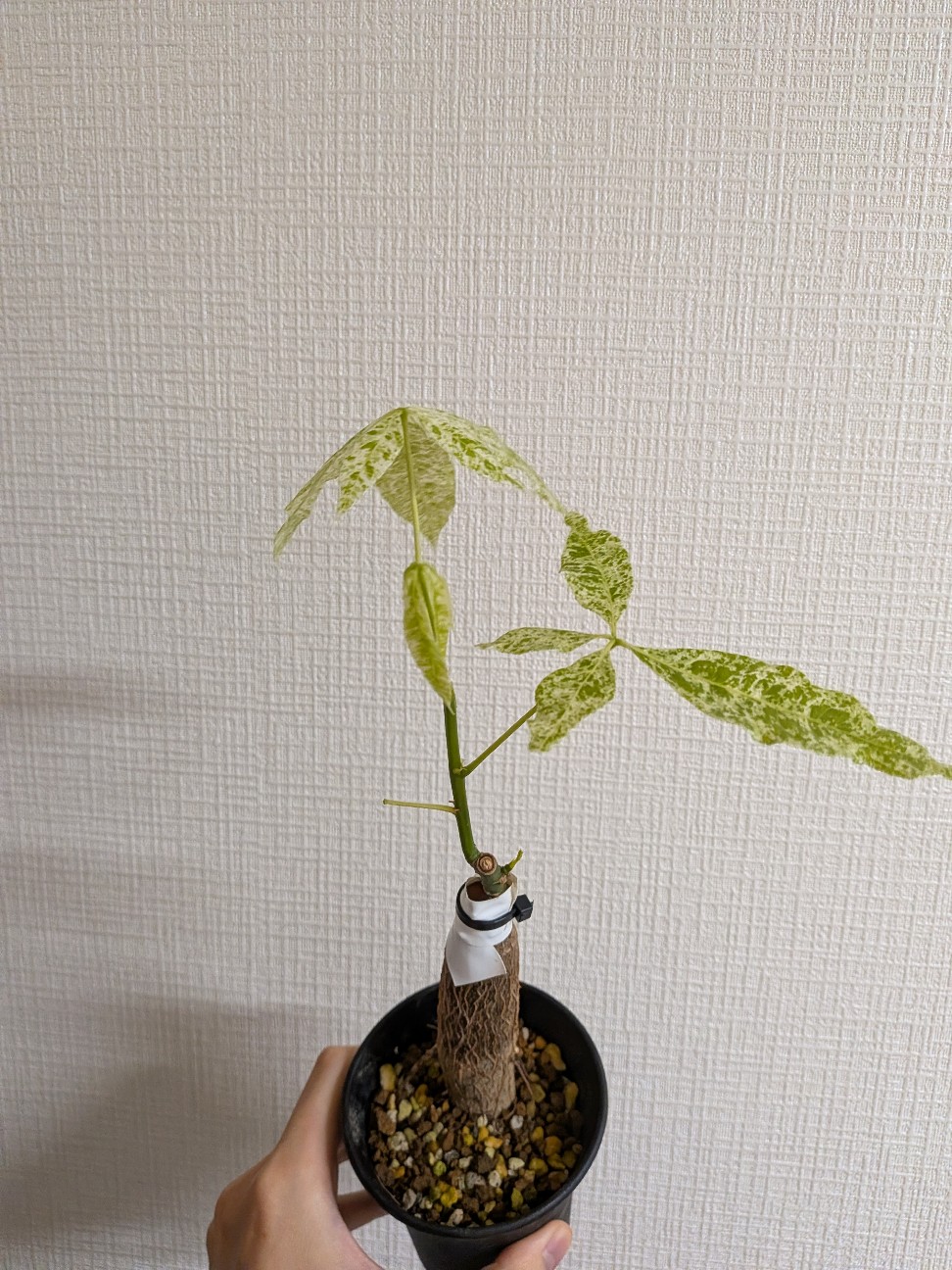 f:id:pachypo:20260724190219j:image