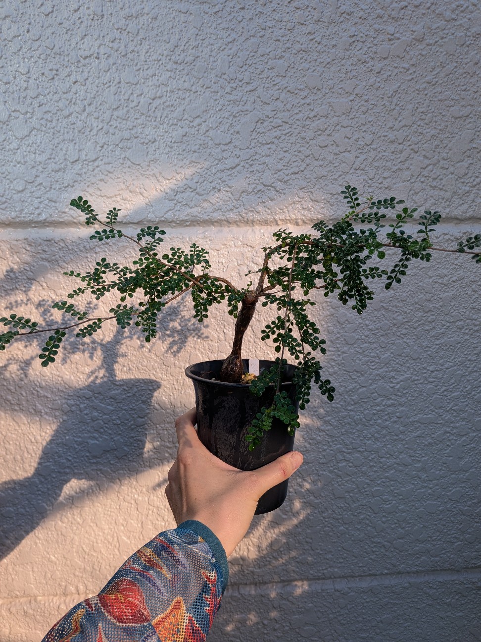 f:id:pachypo:20260917201444j:image