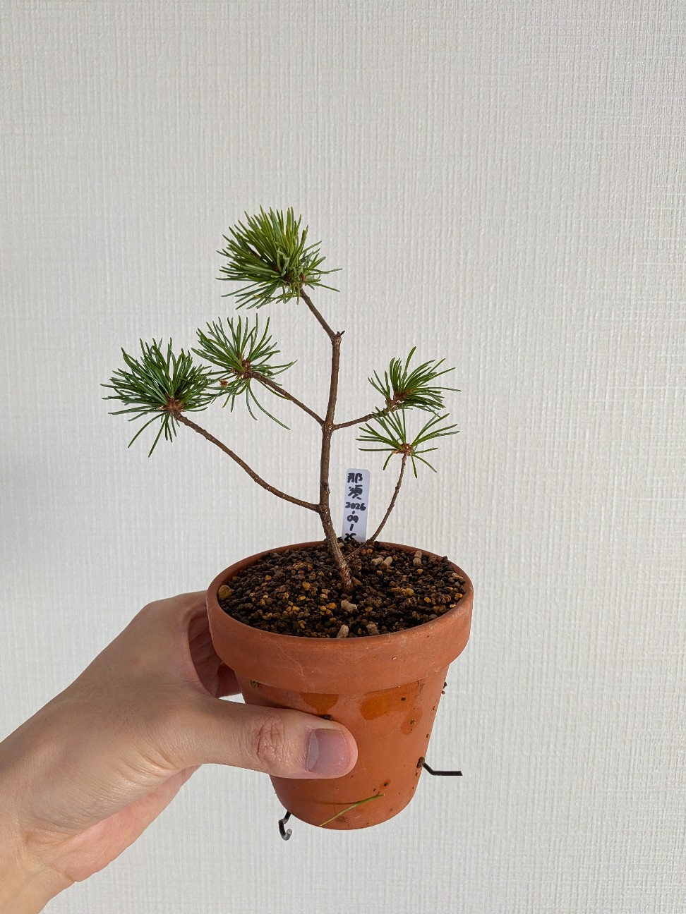 f:id:pachypo:20260927182100j:image