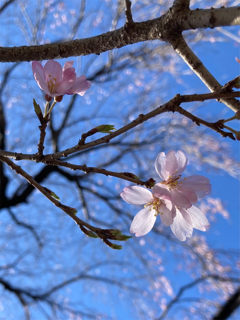 f:id:padmado:20240329221402j:image f:id:padmado:20240329221402j:image