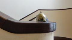 f:id:paffue:20110210143615j:image