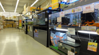 f:id:paffue:20110316233824j:image