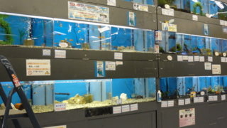 f:id:paffue:20110316233840j:image