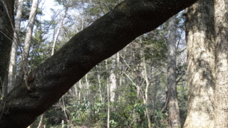 f:id:paffue:20130311224859j:image