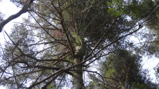 f:id:paffue:20130311224901j:image