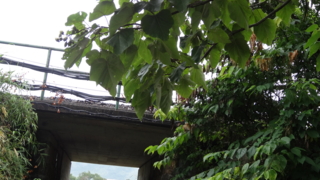 f:id:paffue:20131014105458j:image