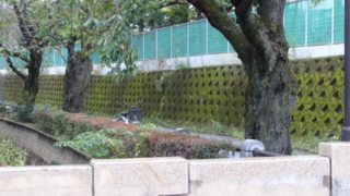 f:id:paffue:20131113185730j:image
