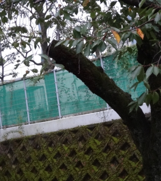 f:id:paffue:20131113202743j:image