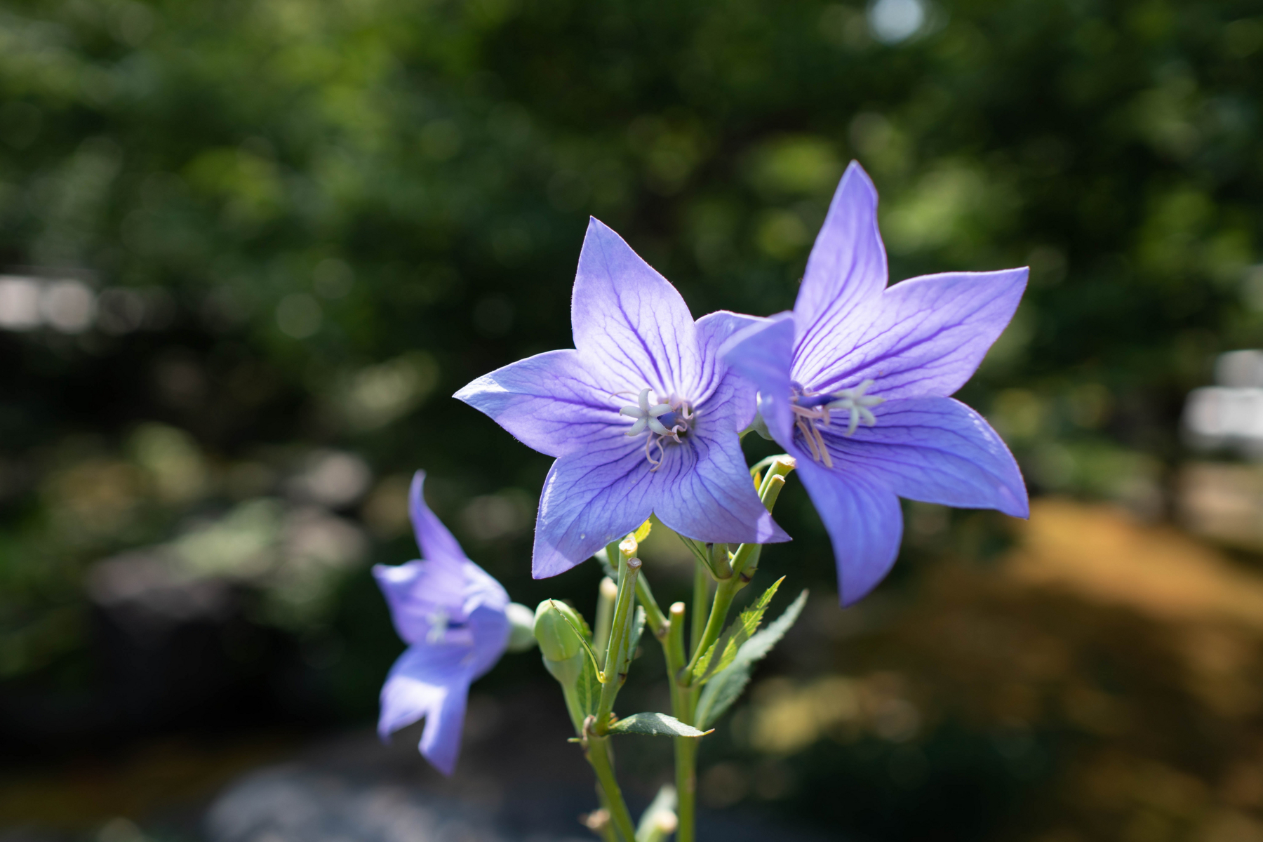 f:id:pagtri:20180801221335j:plain