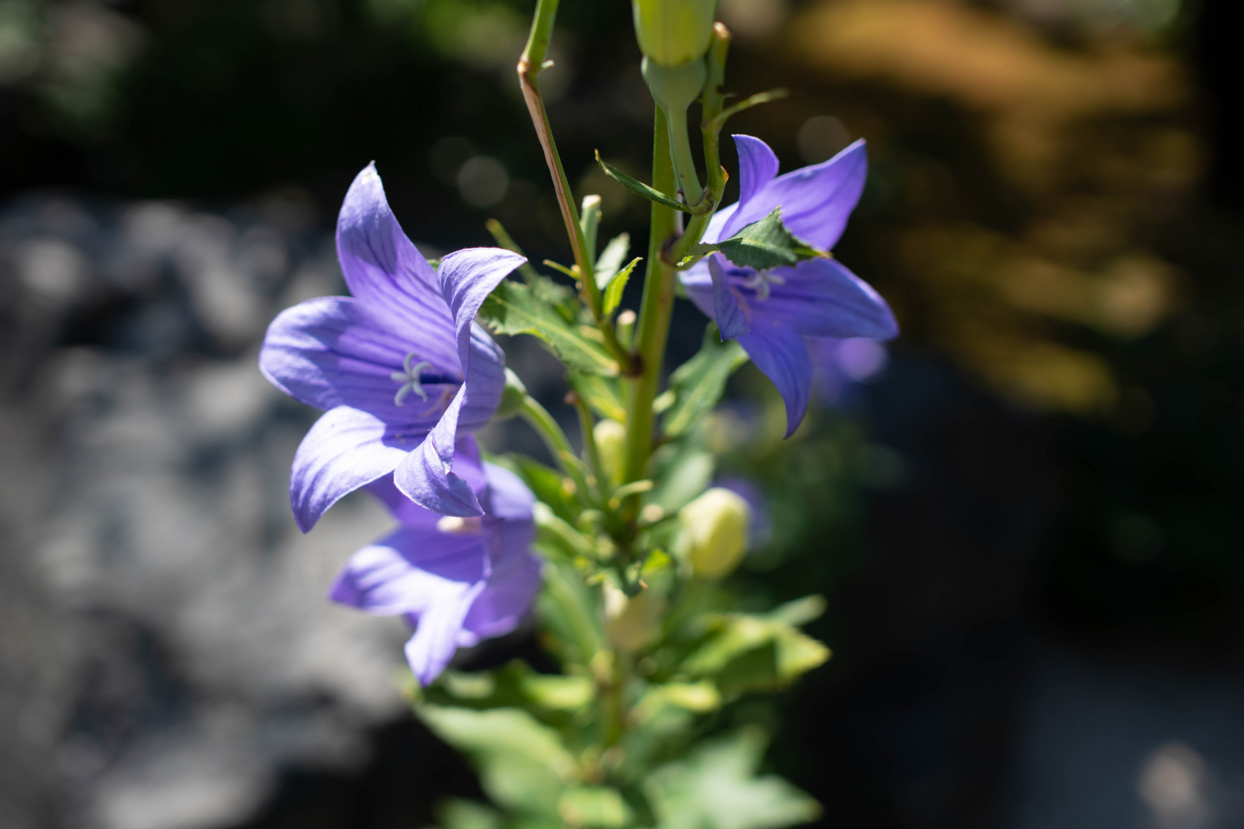 f:id:pagtri:20180801221355j:plain